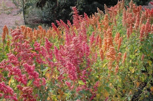 Vista 3 de Chenopodium Quinoa Planta seeds- arco iris – Hot Pink Rojo, naranja, amarillo, blanco, verde