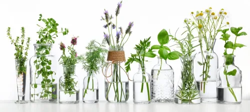 Vista 3 de Kit de semillas de jardín de aceites esenciales - Cultivo de menta, árbol de té, lavanda, eucalipto, citronela, naranja