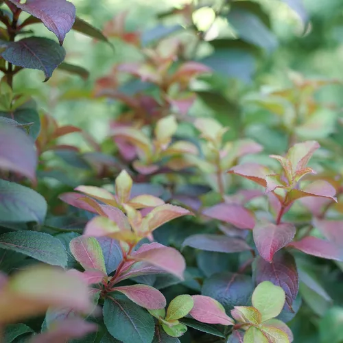 Vista 4 de Arbusto de 2 galones Proven Winners Midnight Sun Weigela