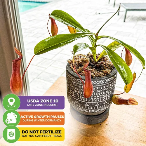 Vista 5 de Planta carnívora tropical Nepenthes Alata para jarrón, planta viva