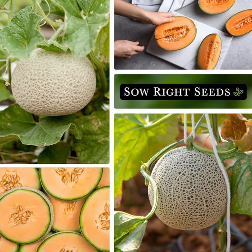 Vista 4 de Sow Right Seeds - Las mejores semillas de melón de Hale para plantar - Paquete de reliquia sin OMG con instrucciones para plantar un huerto casero