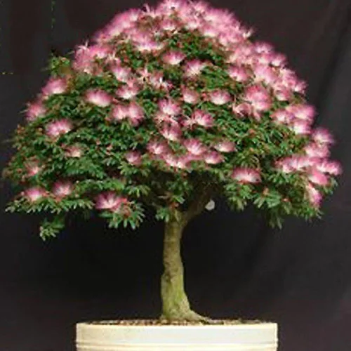 Vista 2 de Árbol de hilo de seda raro Albizzia Julibrissin Bonsai Nemu, 10 semillas, árbol ornamental de mimosa de flor de Albizia