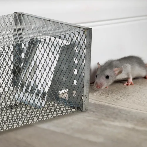 Vista 4 de 1 trampa humana para ratas, trampa de ardilla viva para interiores y exteriores, pequeños roedores, ratones, ratones, ratones, hámsters, ardilla