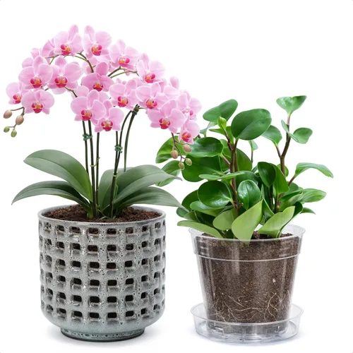 Vista 17 de D'vine Dev Orchid Pot, Clear Pot & Saucer, Smoked White, 6.7 in, 28-A-Y-1 Blanco ahumado