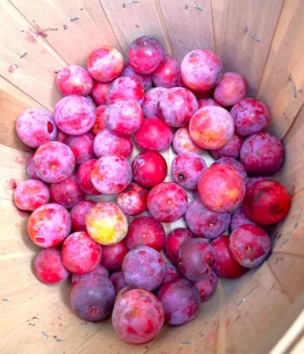 Vista 7 de TomorrowSeeds - Semillas de ciruelo americano - Más de 10 unidades - para plantar Prunus Americana Ciruelas silvestres Rojo Dulce Nativo Forrajeo