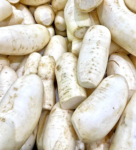Vista 4 de Kejora Rábano blanco fresco (chino Lo Bok) - 4 LBS