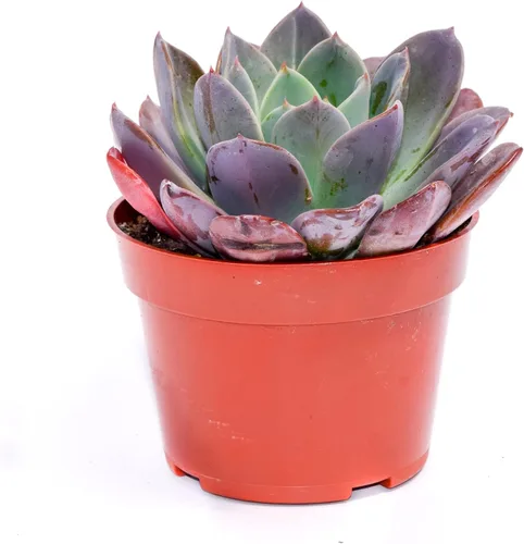 Vista 13 de Planta suculenta Echeveria viva - Suculenta Echeveria de 4 pulgadas con raíces completas (Echeveria Benitsukasa)