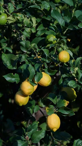 Vista 3 de Hojas de limón orgánicas frescas de California Farm, sin químicos, veganas, sin pulverizar, sin encerar, para té, cocina, hornear, aromaterapia