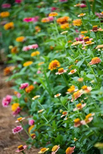 Vista 2 de Zinnia State Fair Pkt - Aprox. 60 semillas
