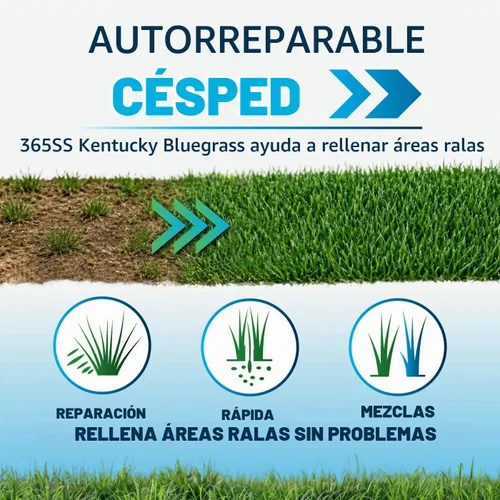 Vista 3 de Lawn Synergy North Star Kentucky Bluegrass y semilla de festuca alta, 10