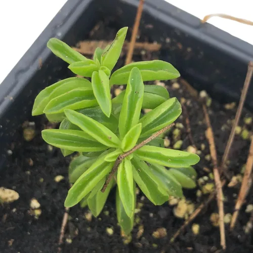 Vista 8 de Smoke Camp Crafts - Orgánico - Trío de Plantas Araña