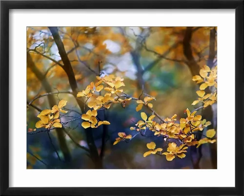 Vista 2 de ART.COM Arte enmarcado para pared, hojas de otoño por Ursula Abresch, decoración escénica, 16 x 12 pulgadas, marco negro con paspartú blanco