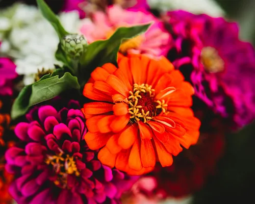 Vista 8 de Dahlia - Mezcla de zinnia florecida, 100 semillas, variedad de reliquia y polinización abierta, atrae mariposas y colibríes, semillas de flores sin
