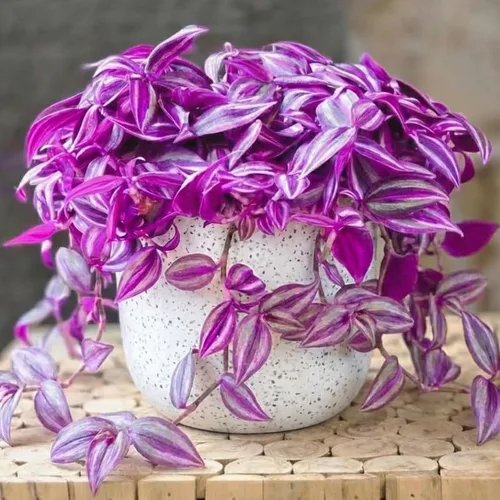 Vista 6 de 2 plantas vivas judías errantes de Tradescantia púrpura