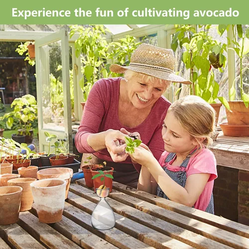 Vista 6 de Jarrón pequeño de iniciación de semillas de aguacate, kit de cultivo de árbol de aguacate, jarrón de vidrio de aguacate, regalo para los amantes