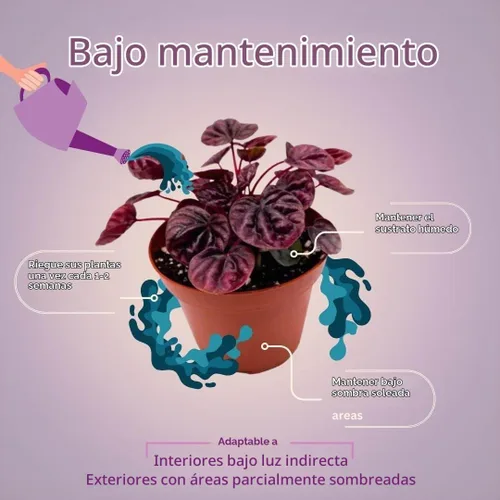 Vista 4 de BubbleBlooms Peperomia Ondulación Esmeralda Roja en una olla de 4 pulgadas Pep Caperata