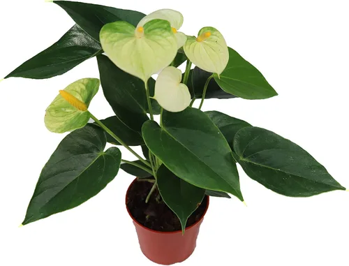 Vista 5 de Anthurium rosa - 4" de California Tropicals
