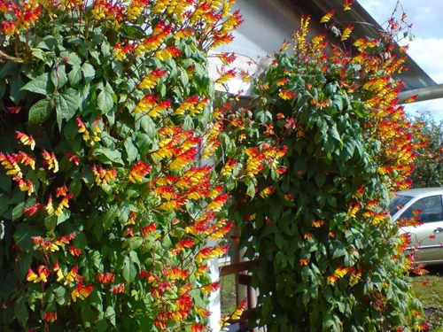 Vista 4 de Semillas Firecracker Vine - Mina Lobata Quamoclit - Flores anuales para plantar - Sin OMG