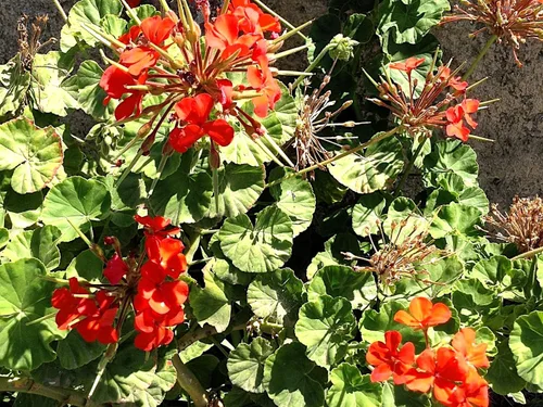 Vista 9 de Guardería Greenwood: Plantas Perennes Vivas - Rosa de Bath + Dianthus Gratianopolitanus - [Cantidad: 1x Maceta de Pinta]