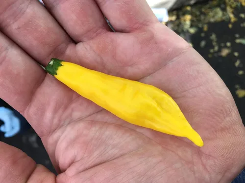 Vista 2 de Aji Lemon Drop Limon Kellu Uchu Chile Heirloom Pepper Paquete de semillas premium + más