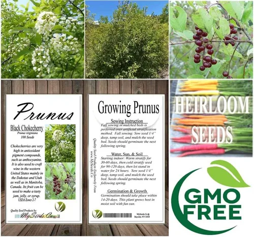 Vista 7 de Prunus virginiana (Chokecherry negro) Semilla de árbol, flores blancas fragantes, frutos rojos oscuros brillantes o negruzcos, elige