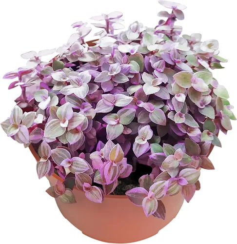Vista 8 de Suculenta viva Sedum Adolphi 'Firestorm', 4 pulgadas, totalmente arraigada, fácil de cuidar