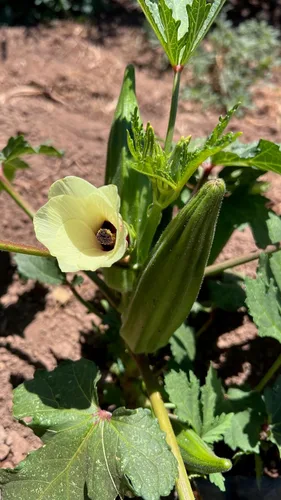 Vista 5 de Plant Good Seed Semillas orgánicas de Okra Cajun Jewel – Paquete de 40, semillas tradicionales para plantar verduras – Suministros de jardinería