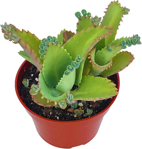 Vista 17 de Suculenta viva de 4 pulgadas "Baby Toes Fenestraria Rhopalophylla, plantas suculentas vivas completamente enraizadas, planta
