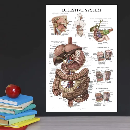 Vista 4 de Palace Learning Cuadro anatómico laminado del sistema digestivo - Cartel de anatomía gastrointestinal 18" x 24