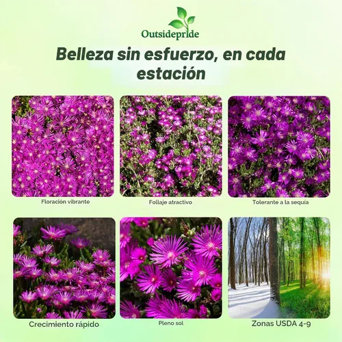 Vista 2 de Outsidepride 100 semillas perennes Delosperma Cooperi Ice Plant Table Mountain Ground Cover Seeds para plantar