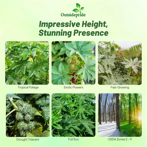 Vista 2 de Outsidepride Zanzibariensis Semillas de ricino – 50 semillas anuales de flores tropicales de crecimiento rápido para plantar follaje vibrante