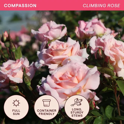 Vista 4 de Rosas trepadoras tradicionales, planta de raíz propia viva para jardín al aire libre, Compassion®, excepcionalmente fragantes, zonas de rusticidad