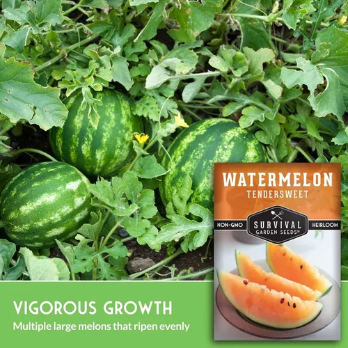 Vista 3 de Survival Garden Seeds -Semilla de sandía de naranja tierna para plantar - Paquete con instrucciones para plantar y cultivar deliciosas sandías en tu