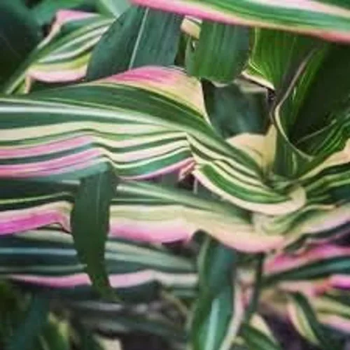 Vista 3 de Semillas de maíz a rayas de caramelo para plantar (10 semillas raras) - Maíz con colores arcoíris