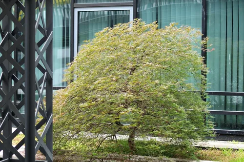 Vista 2 de 10 Upright Green LACELEAF Maple Japanese Seiryu Acer Palmatum Dissectum Viridis Tree Seeds
