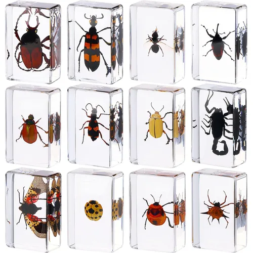 Vista 12 de 12 piezas de especímenes de insectos para niños, kit de colección