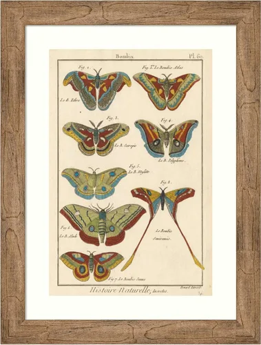 Vista 16 de Amanti Art Lienzo decorativo para pared enmarcado de 24 x 18 pulgadas, diseño de mariposas de naturaleza III de historia, arte de pared de animales