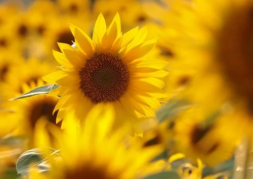 Vista 7 de Granos de semillas de girasol tostadas en seco orgánico, 1 libra, sin OMG, sin sal, asados al horno, sin aceite añadido, sin cáscara, vegano