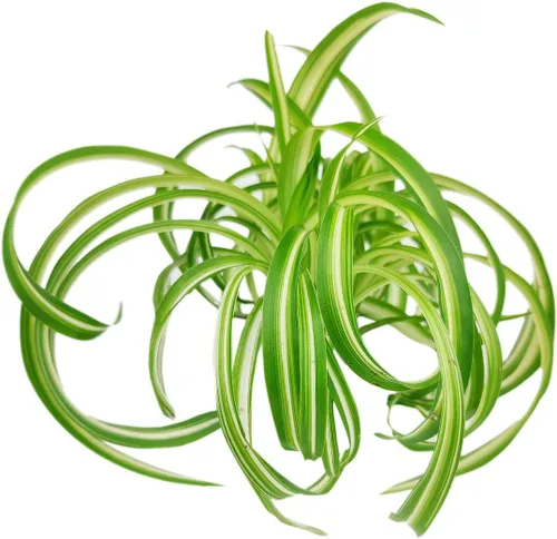 Vista 3 de Live Houseplant - Planta de araña rizada Bonnie de 4 pulgadas, planta de interior de fácil cuidado, plantas de interior vivas - Plantas