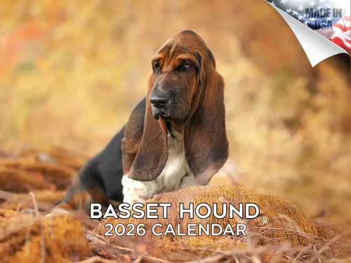 Vista 173 de Calendario de Lebrel Afgano 2025 2026, calendario mensual de pared de raza canina, 12" x 18" abierto, papel grueso sin traspaso, ideal para regalo