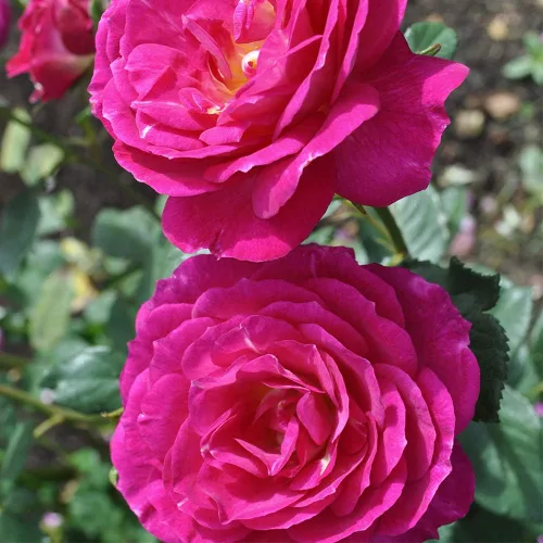 Vista 2 de Rosas arbustivas de reliquia, planta de raíz propia viva para jardín al aire libre, fuera del azul, moderadamente fragantes, zonas de rusticidad