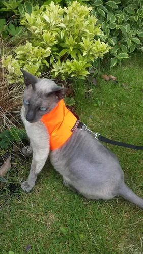 Vista 2 de Mynwood Cat Jacket /Arnés High Viz Naranja Gato Adulto para Gatos a Prueba de Escape
