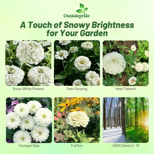 Vista 2 de Outsidepride - Zinnia Elegans, 1000 semillas anuales, Dahlia White Polar Bear, flores para plantar, color blanco