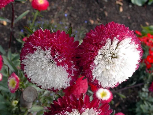 Vista 3 de Semillas Flores Aster Invierno Cereza Anual - 100 Semillas