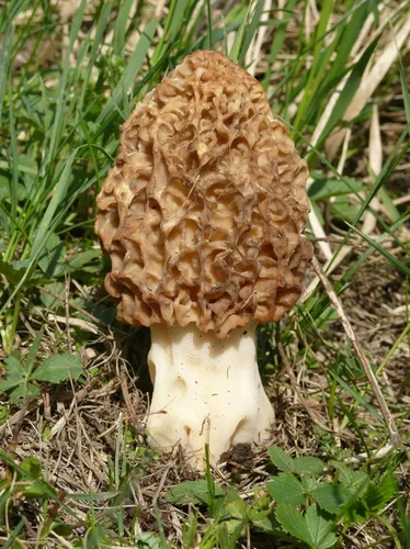 Vista 7 de Semillas Morel Champiñones Esporas El micelio crece para plantar sin OMG