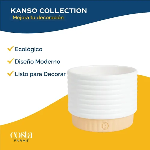 Vista 6 de Costa Farms - Suculentas