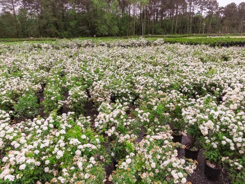 Vista 3 de PERFECT PLANTS Corona nupcial Spirea Planta viva, 1 galón, incluye guía de cuidado