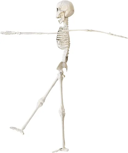 Vista 2 de Widmann Skeleton 15.7 in