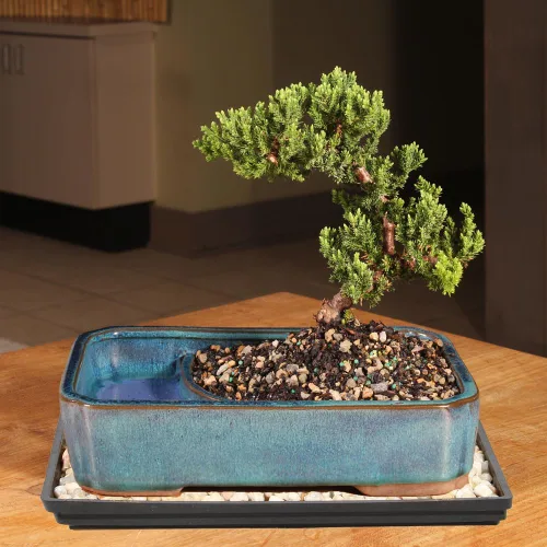 Vista 4 de Brussel's Bonsai Árbol Bonsái de Enebro Verde Vivo - Mediano, 5 Años, 6 a 10 Pulgadas - Árbol Bonsái para Exteriores Vivo con Maceta de Agua