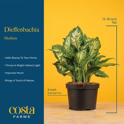 Vista 4 de Costa Farms Dieffenbachia, planta de interior viva, fácil cuidado Maceta de jardín